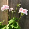 Pelargon First Love, blommor