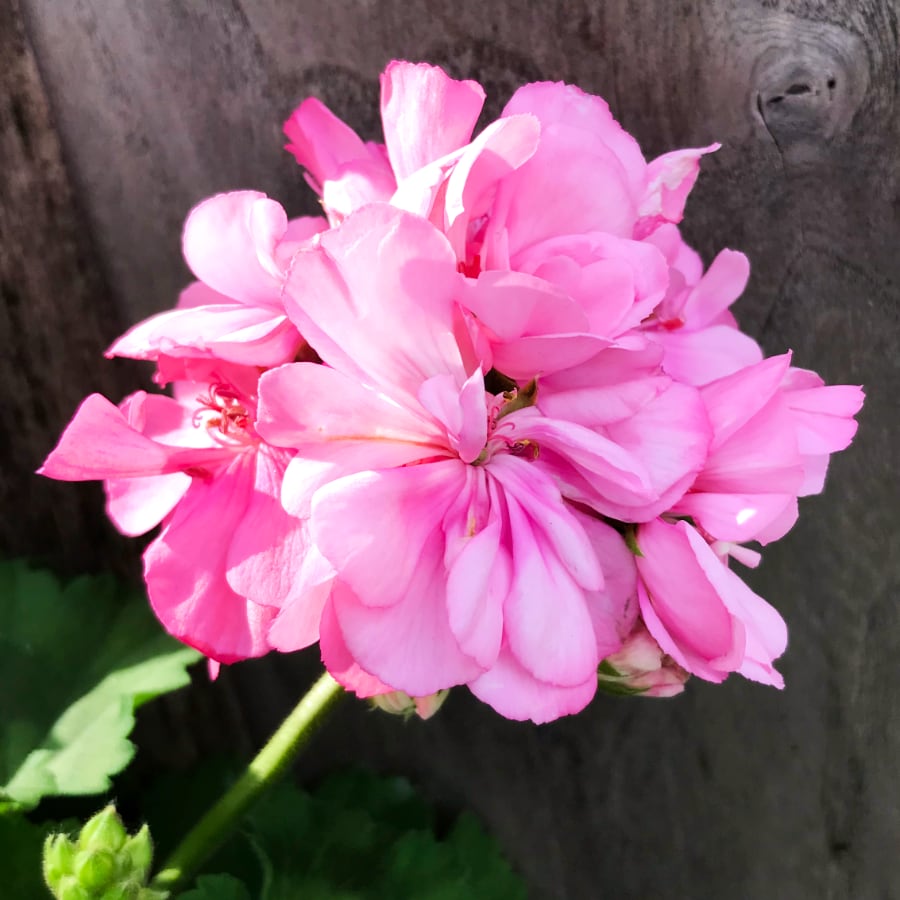 Pelargon Kärrgruvan, blomma