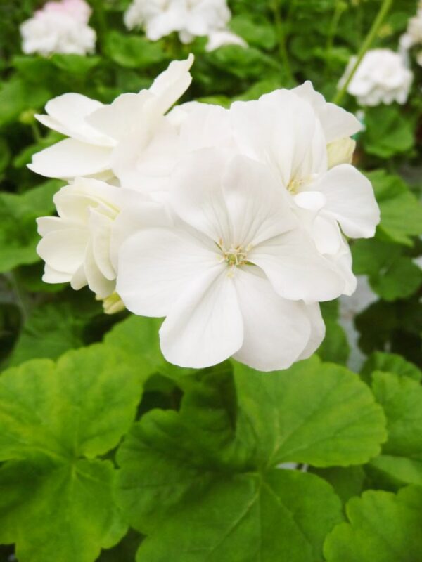 Pelargon Mårbacka, vit, blomma