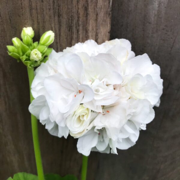 Pelargon Marbacka, vit, blomma