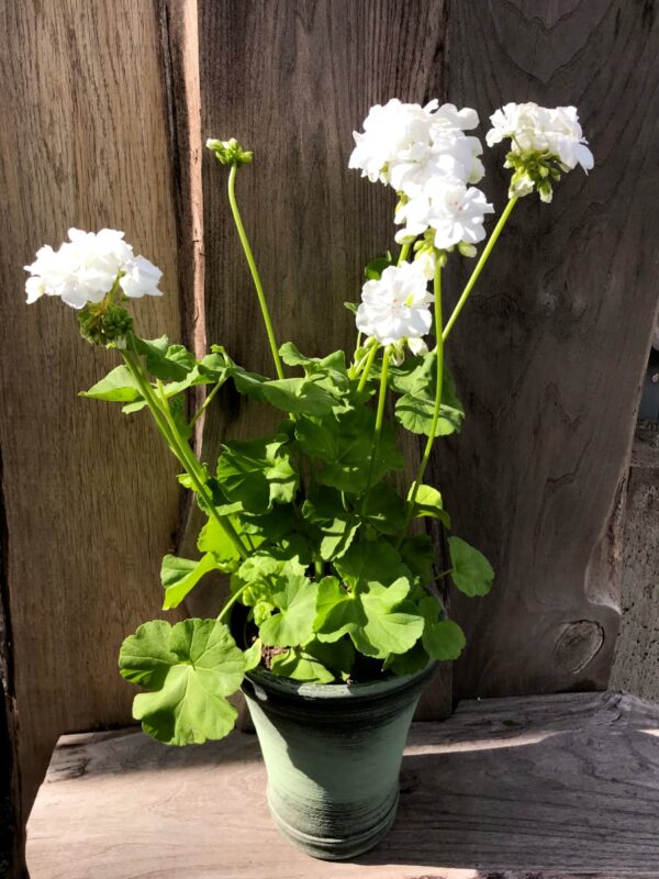 Pelargon Mårbacka, vit, blommande planta