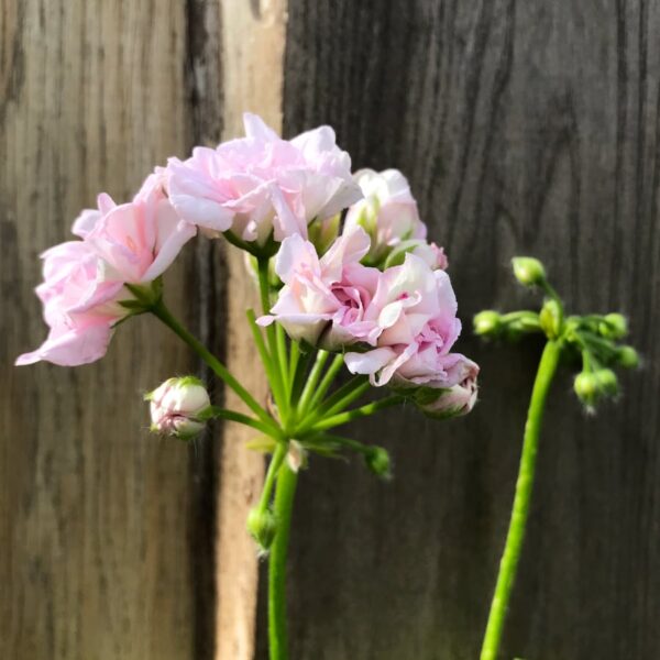 Pelargon Millfield Rose, blommor