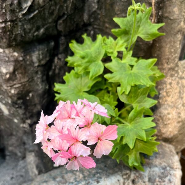 Pelargon Nygårdens Lilac Splash, blommande planta