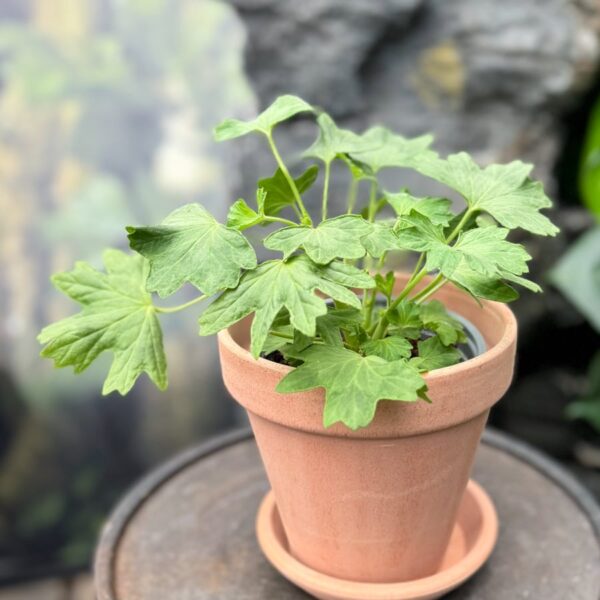 Pelargon Pamela Vaughan, ung planta