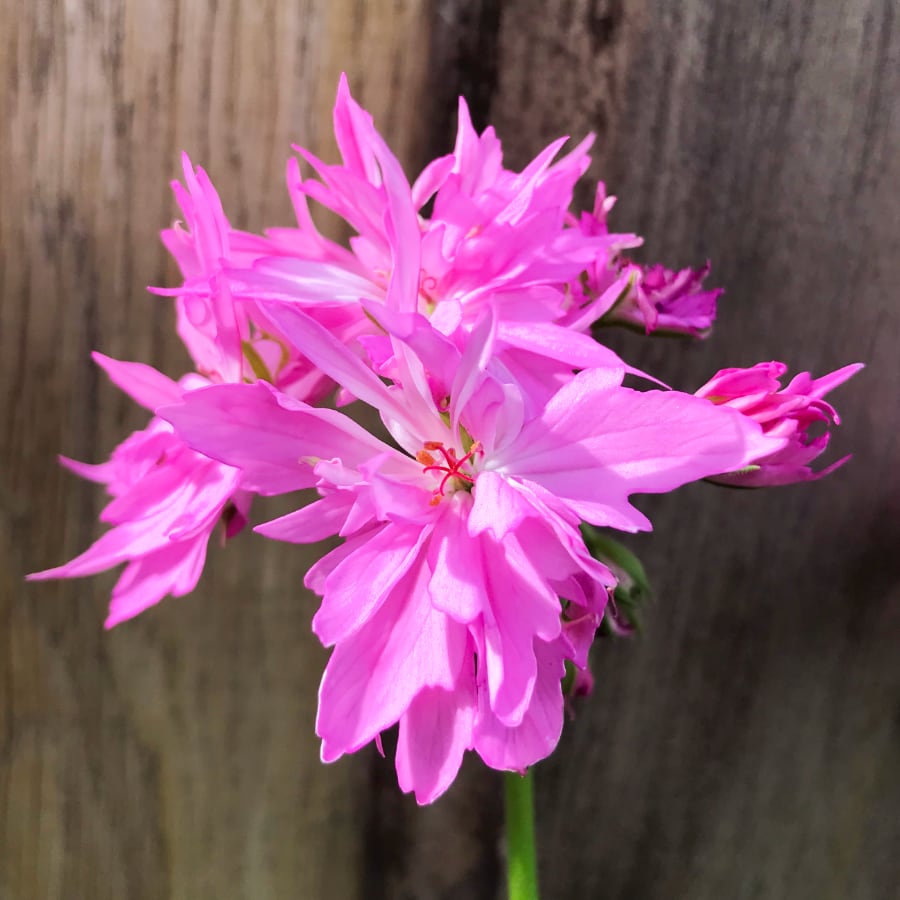 Pelargon Pink Joann Hodgson, blomma