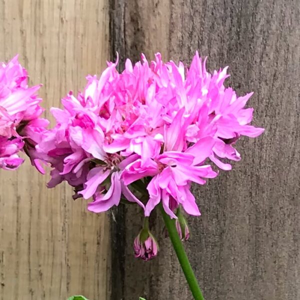 Pelargon Pink Joann Hodgson, blomma