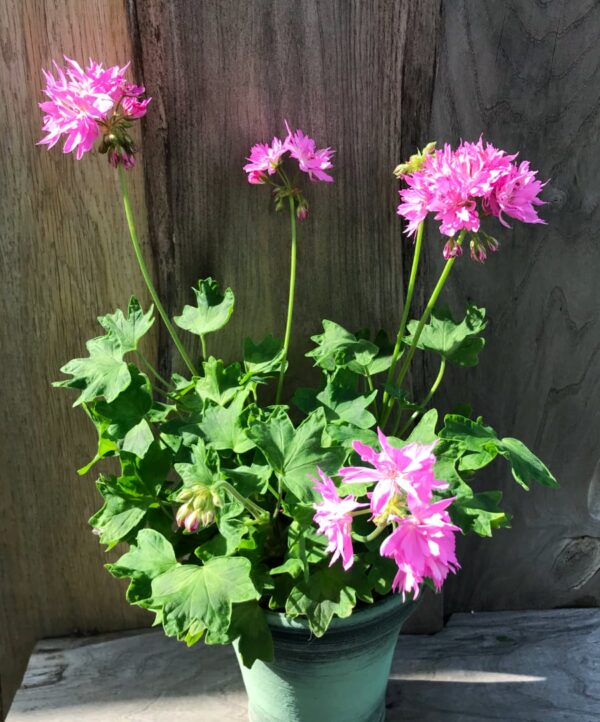 Pelargon Pink Joann Hodgson, blommande planta