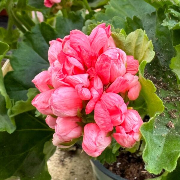 Pelargon Pink Pandora, blommor
