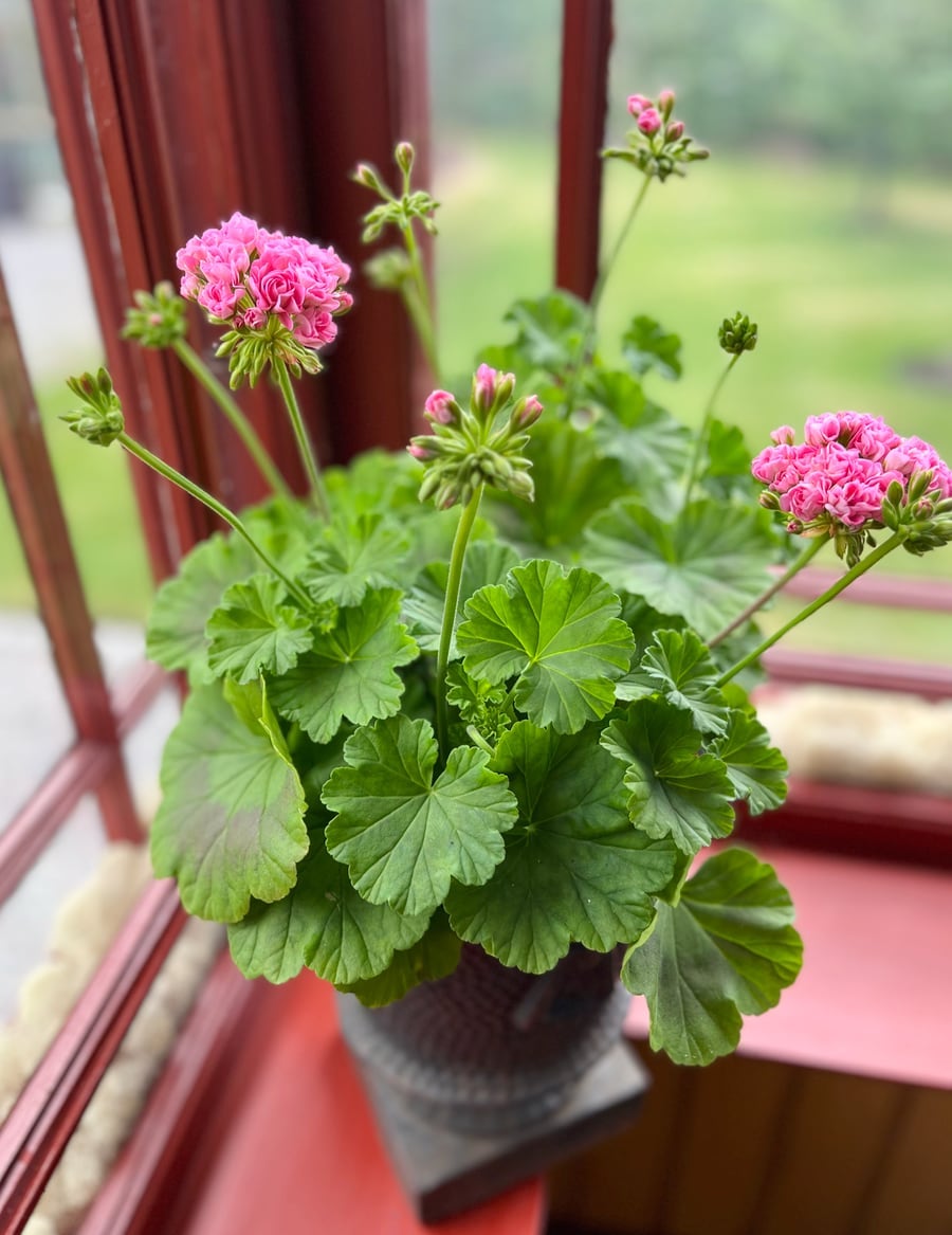 Pelargon Prinsessan Filippa, blommande