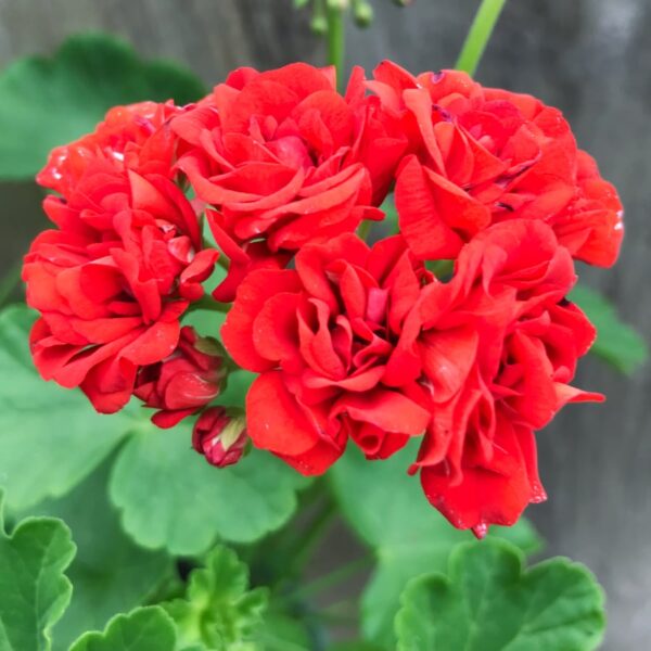 Pelargon Red Rosebud, blomma