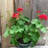 Pelargon Red Rosebud, blommande planta