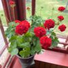 Pelargon Red Rosebud, i blom, extra stor planta
