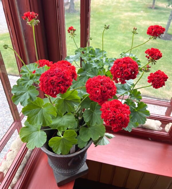 Pelargon Red Rosebud, i blom, extra stor planta
