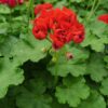 Pelargon Red Rosebud - Bild 7