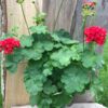 Pelargon Red Rosebud, samlingsexemplar