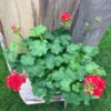 Pelargon Red Rosebud, samlingsexemplar