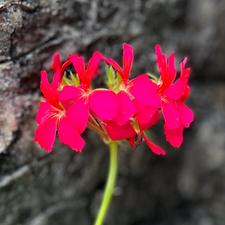 Pelargon Rushmoor Neon Glow, blommor