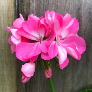 Pelargon Shirley Anne, blomma