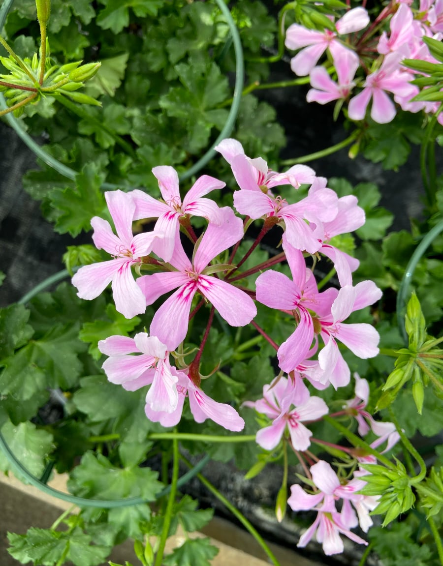 Pelargon Super Cascade Appleblossom, blomma Pelargon Super Cascade Appleblossom, blomma