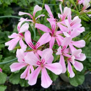 Pelargon Super Cascade Appleblossom, blomma