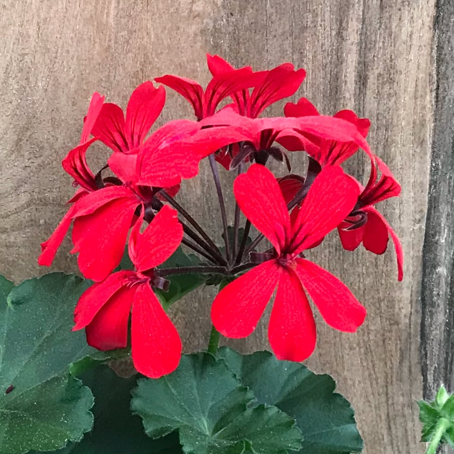 Pelargon Super Cascade Red, blomma