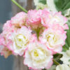 Pelargon Westdale Appleblossom