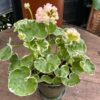 Pelargon Westdale Appleblossom, blommande planta