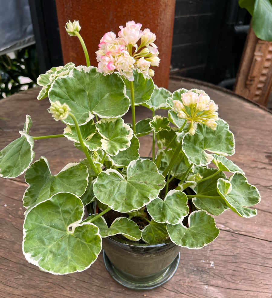 Pelargon Westdale Appleblossom, blommande planta