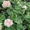 Pelargon Westdale Appleblossom, blommande plantor
