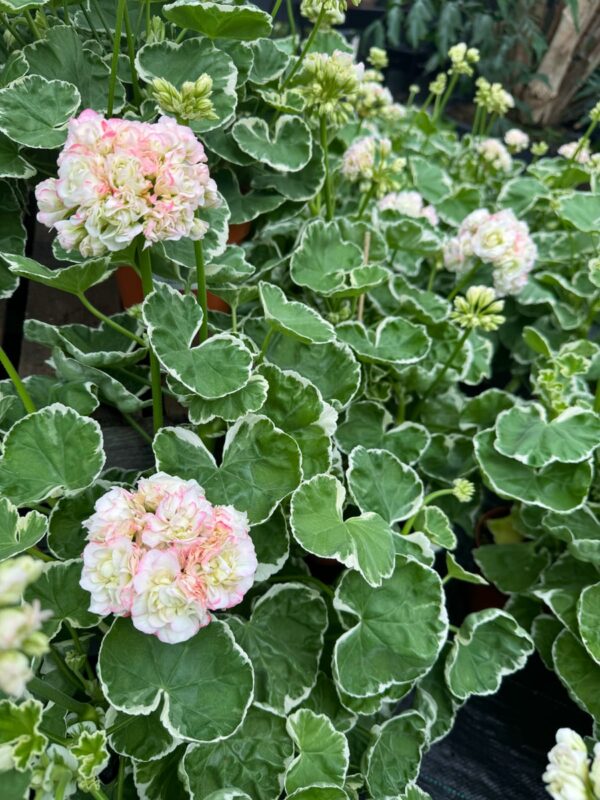 Pelargon Westdale Appleblossom, blommande plantor