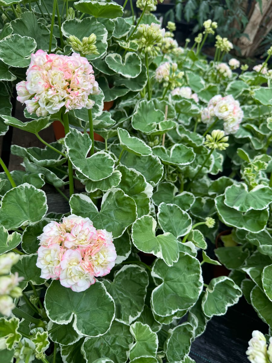 Pelargon Westdale Appleblossom, blommande plantor