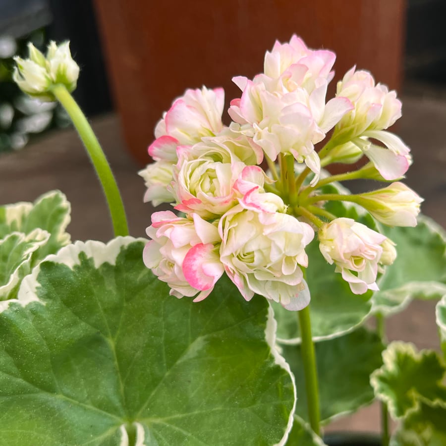 Pelargon Westdale Appleblossom, blommor