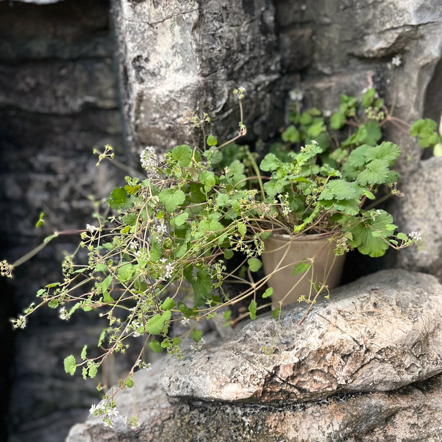 Pelargon australe, i blom