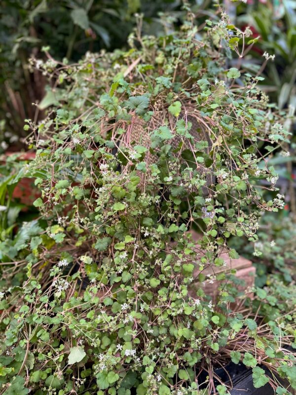 Pelargon australe, plantor