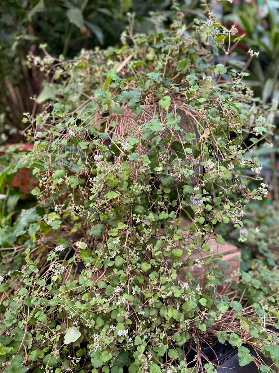 Pelargon australe, plantor