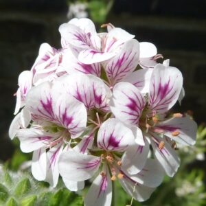 Pelargonium australe, blomma