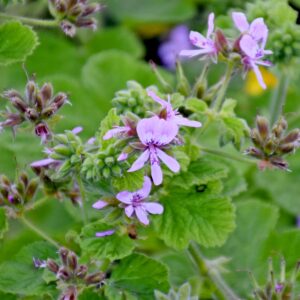 Pelargonium vitifolium, på Dublin Botanical Garden