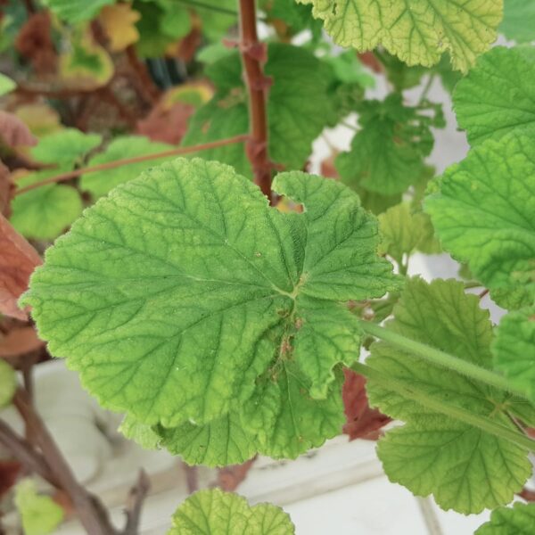 Pelargonium vitifolium-blad, på Dublin Botanical Garden