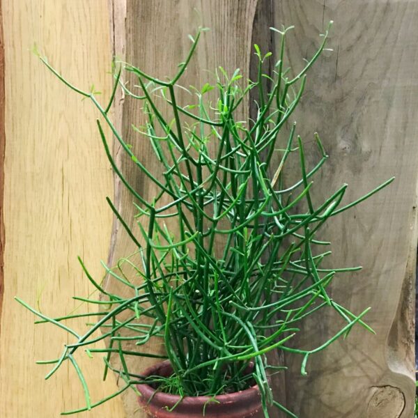 Euphorbia tirucalli-planta, 40 cm hög