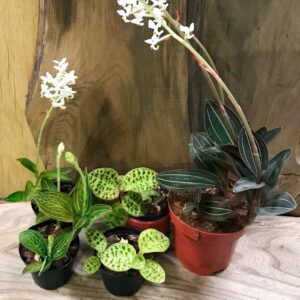 Orkidéer med vackra blad