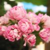 Pelargon Australian Pink Rambler, aka Prinsessan Filippa