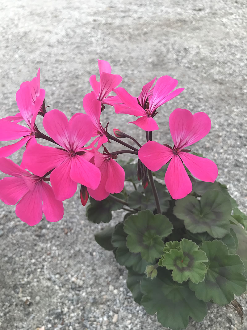 Pelargon Caliente Rose