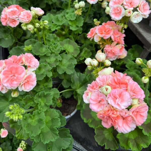 Pelargon Rosebud Astrid, i blom