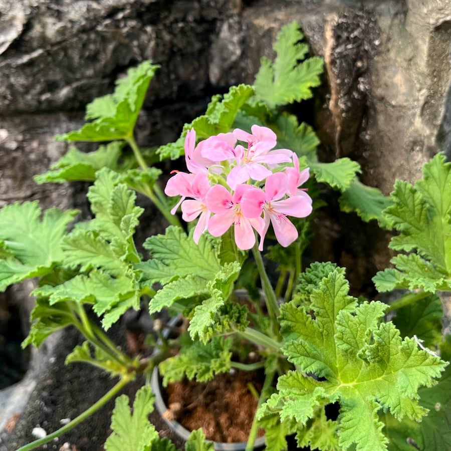 Pelargon Sweet Mimosa, blommande planta