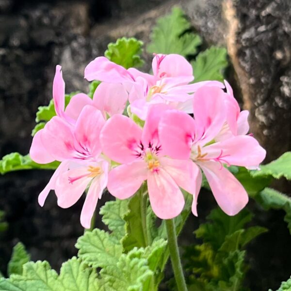 Pelargon Sweet Mimosa, blommor