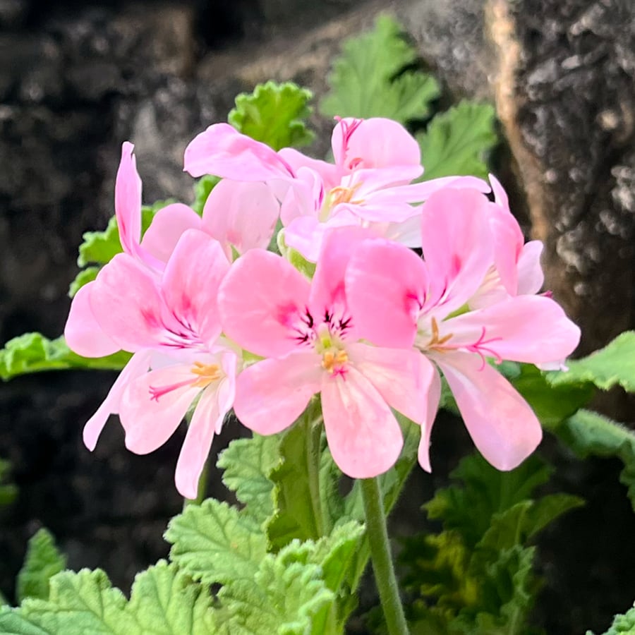 Pelargon Sweet Mimosa, blommor