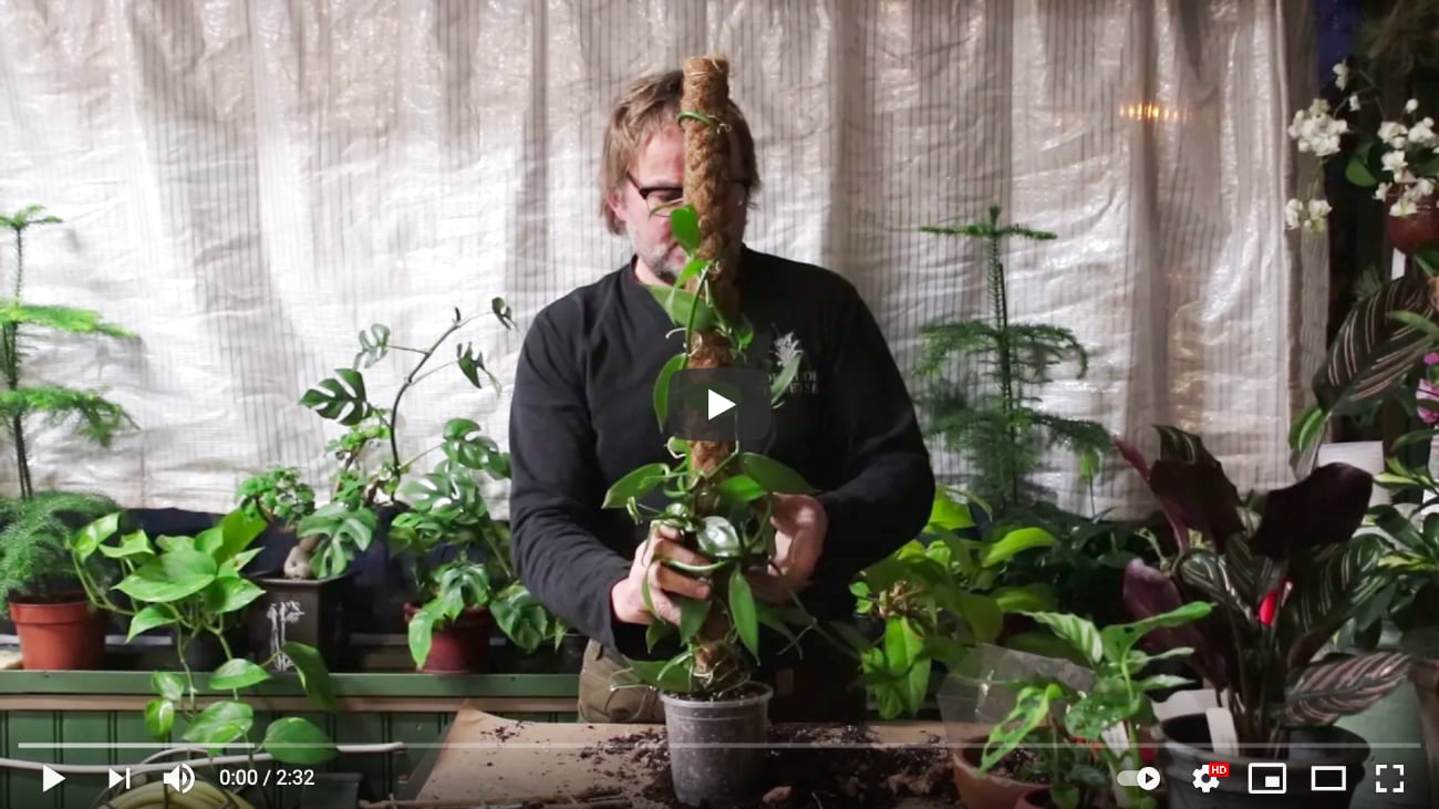 Vanilla planifolia-omplantering, videoscreenshot