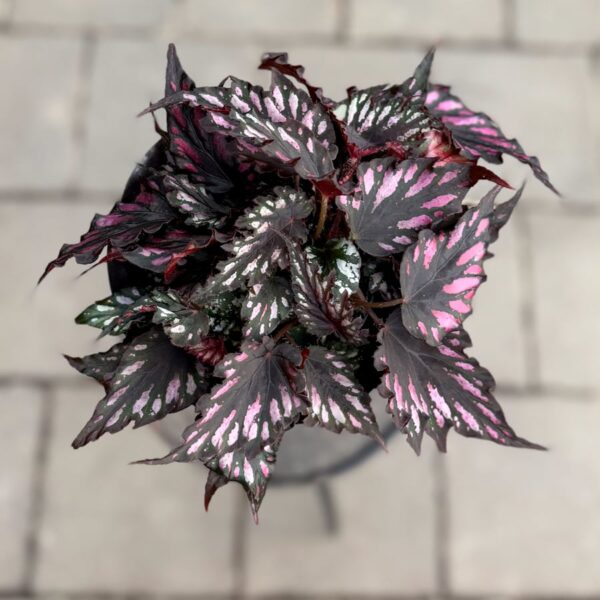 Begonia Rex 'Helen Teupel', blad