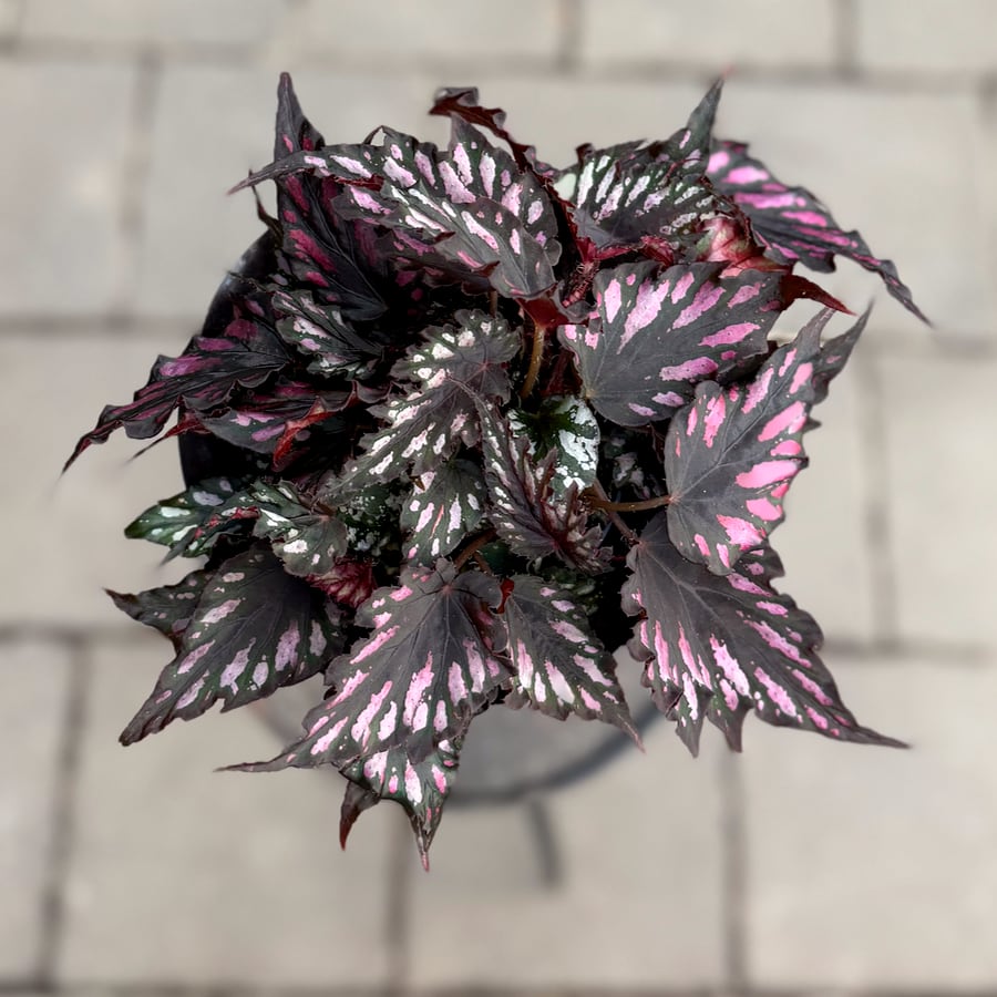 Begonia Rex 'Helen Teupel', blad