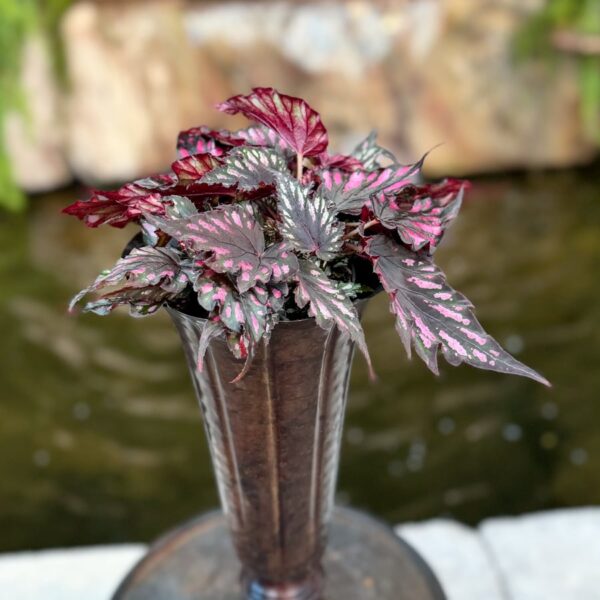 Begonia Rex 'Helen Teupel', vuxen planta